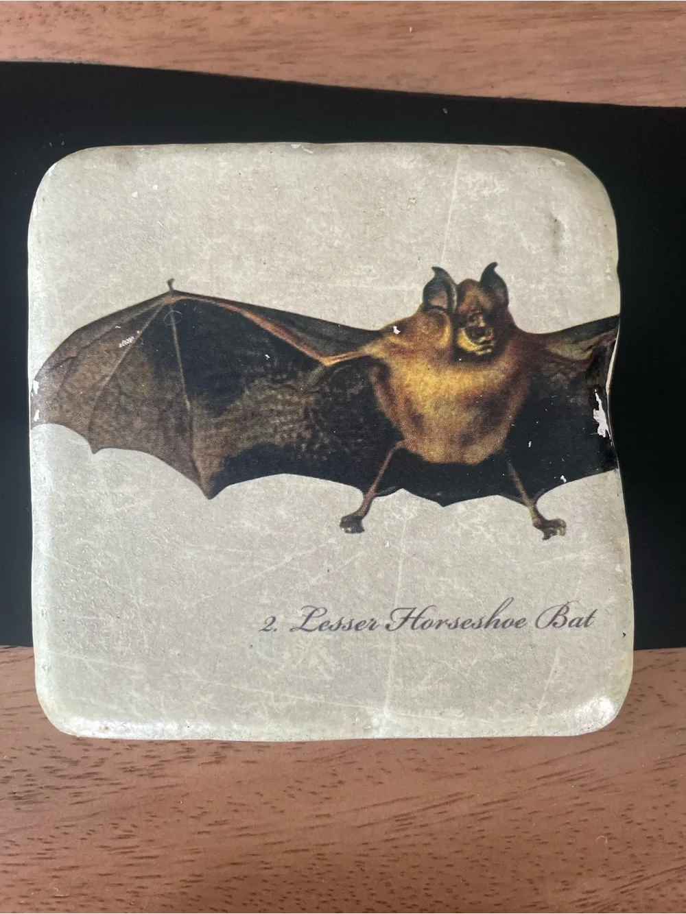 Set of 4 Cream Bat Illustration Coasters – Decorative Stone Drink Coasters